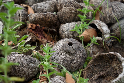 Close-up of brazil nuts growing on field