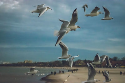 Seagulls flying over sea against sky