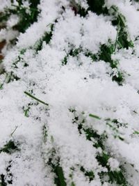 Close-up of plants