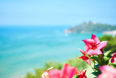Close-up of pink flowering plant against sea