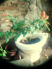 Close-up of potted plant