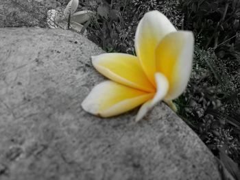 High angle view of yellow crocus flower