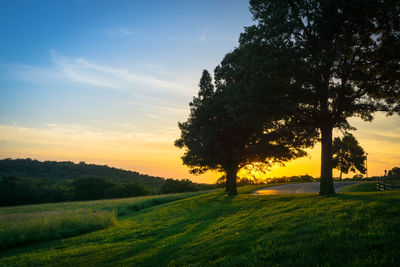 Trees on field against sky at sunset