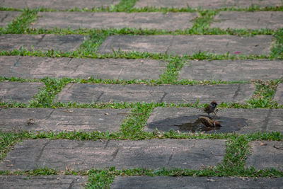 High angle view of cat on footpath