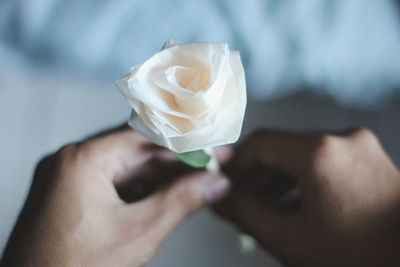 Close-up of hand holding white rose