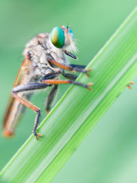 Close-up of caterpillar on leaf