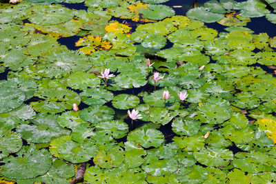 Leaves floating on water