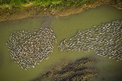 High angle view of birds swimming in lake