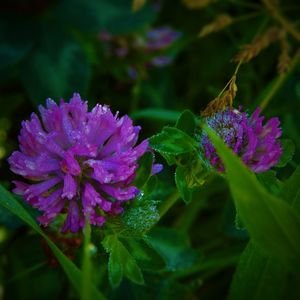 Close-up of purple flowers