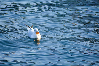 High angle view of duck swimming in lake