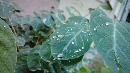 Close-up of wet plant leaves during rainy season