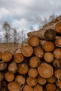 Stack of logs in forest