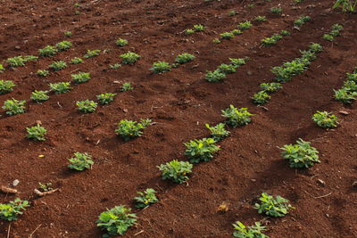 High angle view of fresh green plants on field