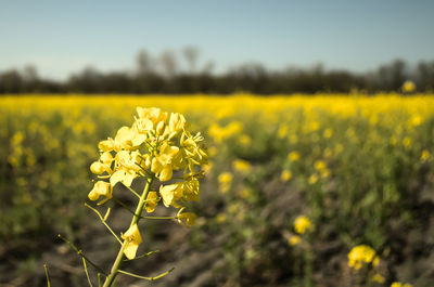 Yellow flowering plants on field