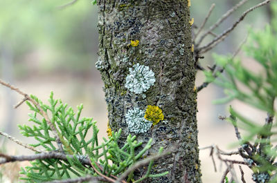 Close-up of lizard on tree trunk