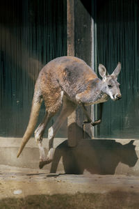 Jumping kangaroo at zoo
