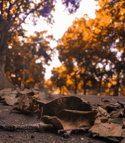 Close-up of autumn leaves on rock against sky