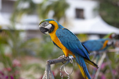 Close-up of a bird perching on branch