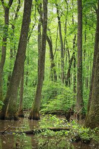 Scenic view of trees in forest