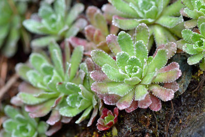 High angle view of plant