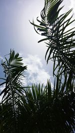 Low angle view of plants growing on field