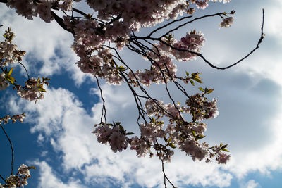 Low angle view of flowers blooming on tree against sky