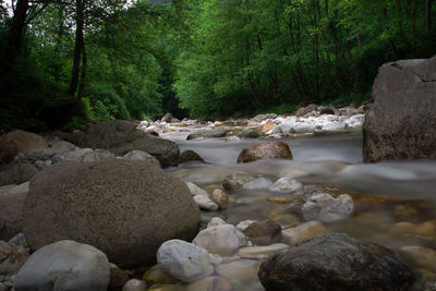 Rocks in stream amidst trees in forest