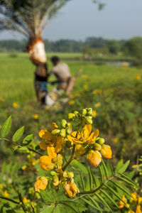 Close-up of yellow flowering plant on field