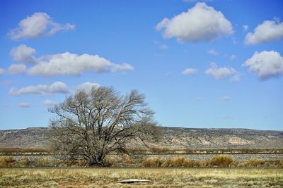 Bare trees on field against sky