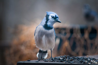 Close-up of bird perching