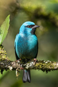 Close-up of bird perching on branch