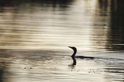 Bird in a lake