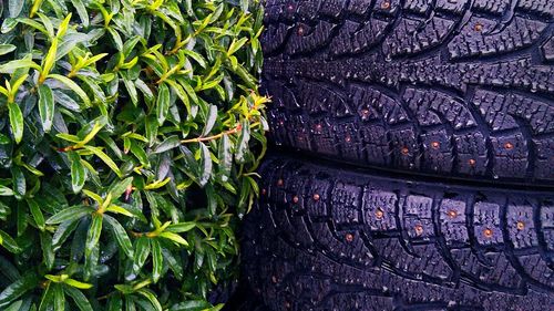 Plants growing on a tree