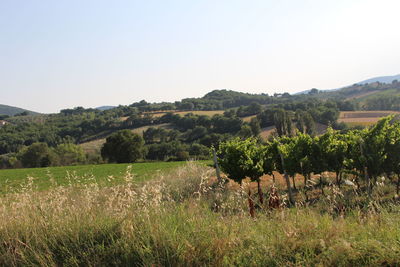 Scenic view of field against clear sky