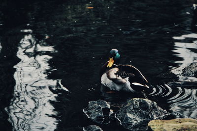 High angle view of duck swimming in lake