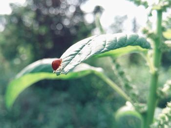 Close-up of ladybug on plant