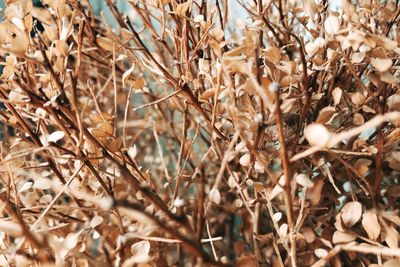 Close-up of dried plant on field