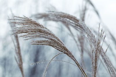 Close-up of stalks against the sky