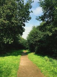 Surface level of narrow pathway along trees