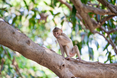 Low angle view of monkey on tree