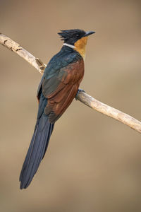 Image of chestnut-winged cuckoo bird  on a branch on nature background. bird. animals.