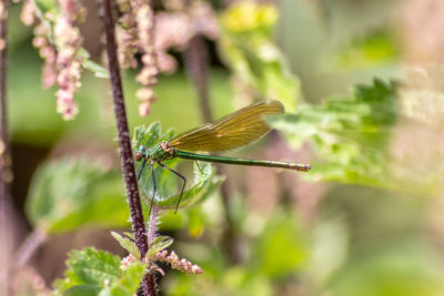 Female banded demoiselle caloptery splendens with golden wings, green-chromed body red facette eyes