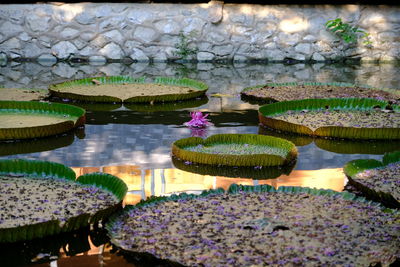 Lotus water lily in lake