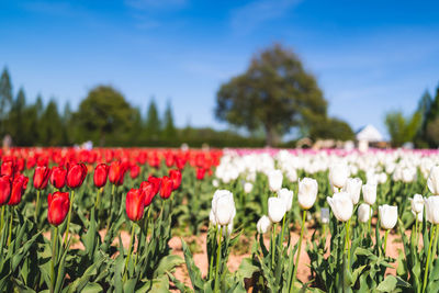 Close-up of red flowering plants on field against sky