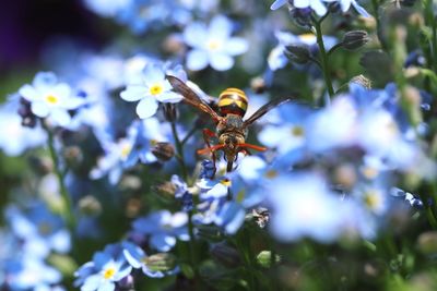 Close-up of insect on purple flowering plant