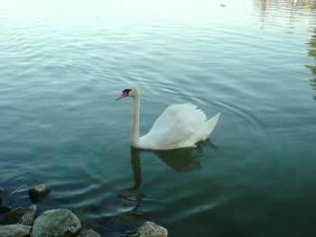 Swan swimming in lake