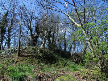 Low angle view of trees in forest against sky