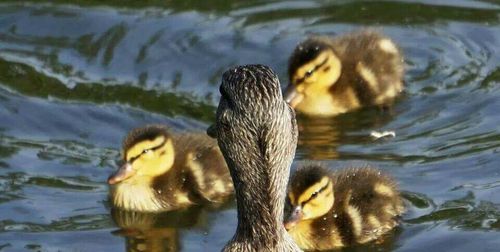 Ducks swimming in lake