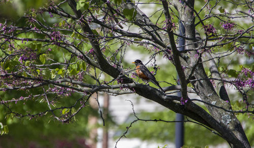 Low angle view of bird perching on tree