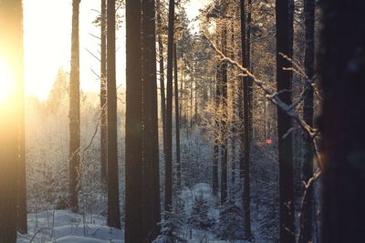 Trees in forest during winter